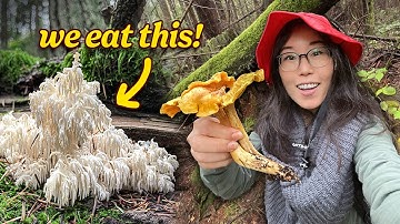 HUNT & COOK: Foraging Wild Mushrooms 🍄‍🟫 We find Bear’s Head & Chanterelles!