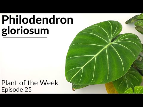How To Care For Philodendron gloriosum | Plant Of The Week Ep. 25