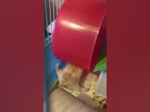 Hamster Gym - YouTube