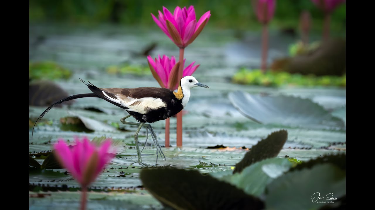 Amazing  Bird of Bangladesh 4k Wildlife Story phesant-tailed jacana 