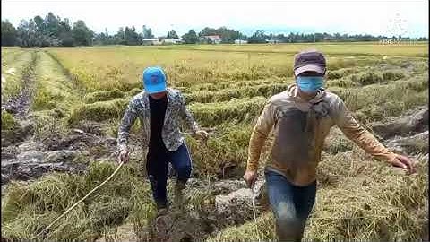 bắt chuột giữa mùa cắt lúa và cái kết/miền tây 94