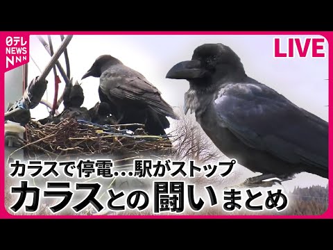 【カラスまとめ】人を襲うカラス "ヒナの巣立ちの時期" / “停電の原因”カラスの巣 最新AI技術で検知して撤去 / カラスがまさかの鳴き声 犬のように「ワン！」 など （日テレNEWS LIVE）