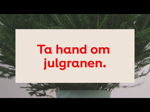 Så tar du hand om julgranen!