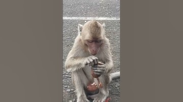 monyet makan ubi#shorts