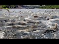 Amazing aquaculture farm - How To Harvest Hundreds of Tons of Fish in The Pond