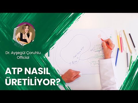 Video: ATP oluşumu nerede gerçekleşir?