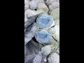 Live treasure opening