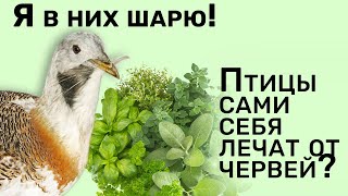 Птицы ЗНАХАРИ сами себя лечат!  Дрофы с успехом выгоняют из себя червей паразитов травами.