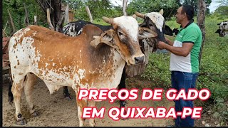 Preços de gado em Quixaba-PE 