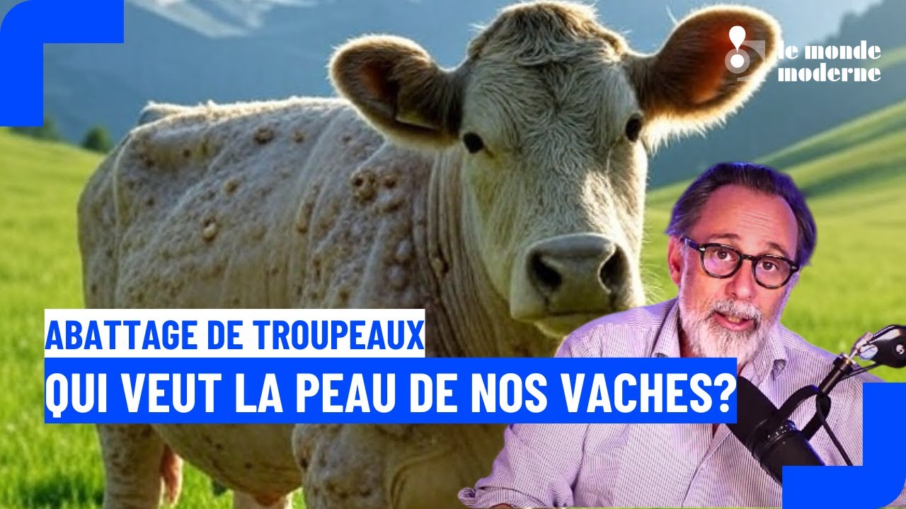 Abattage systématique de troupeaux bovins, c'est le règlement européen !