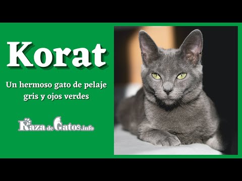 Video: Raza De Gato Korat Hipoalergénico, Salud Y Vida útil