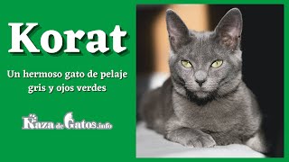 The Korat Cat 😺 In Detail (subtitles) by Raza de Gatos 1,571 views 2 years ago 3 minutes, 37 seconds