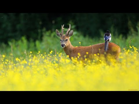 Видео: Какво е научното горско стопанство?