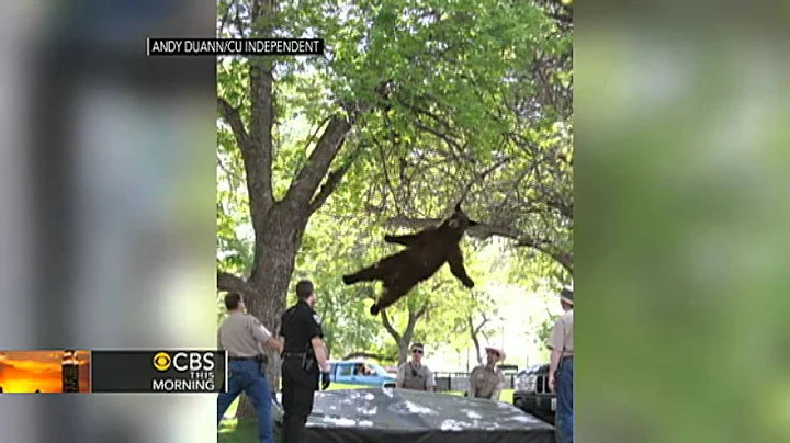Wild bear falls from tree