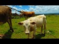 Vacas en realidad virtual | Episodio #67