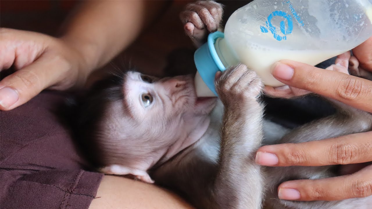 Use bottle Feeding Milk Little Monkey!! Sweet An D Love