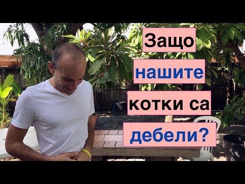 Видео: Диети за намаляване на теглото за кучета (и котки)