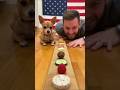 Dog’s Lightning Speed ⚡🔥 #dog #funny #eatingchallenge #chihuahua #pets