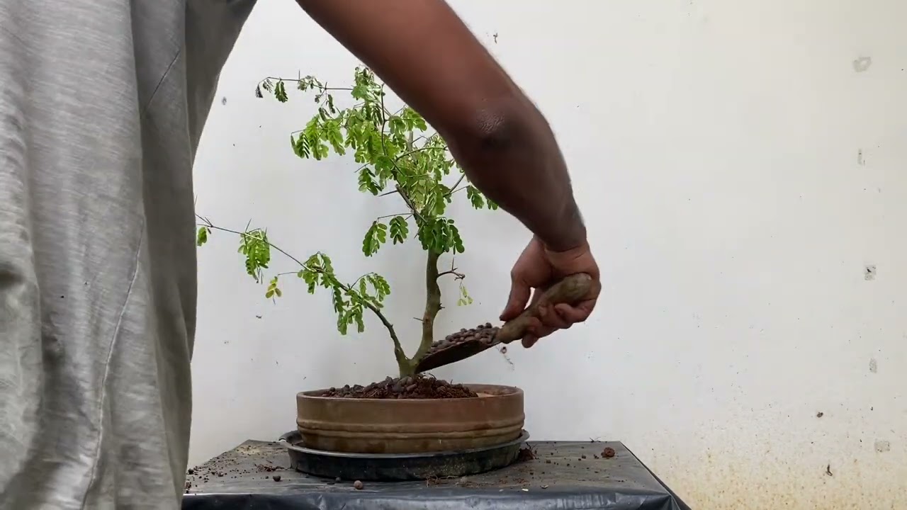 BRAZILIAN RAIN TREE & CANDLE TREE UNBOXING & POTTING PART - 1