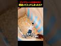 ポップコーンの袋の中に間違って入ってしまったら? #海外 #shorts
