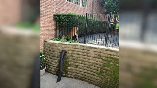 Animal Services Rescues Deer Stuck in a Fence