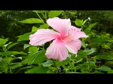 Hibiscus - ดอกชบา