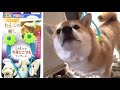 ドギーマン 全身マッサー術 わんこの癒し ●うっとり気持ちいい幸せコロコロマッサージ！　Shiba Inu NANA