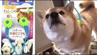 ドギーマン 全身マッサー術 わんこの癒し ●うっとり気持ちいい幸せコロコロマッサージ！　Shiba Inu NANA