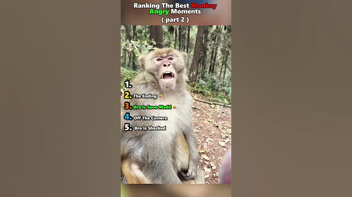 RANKING TOP 5 monkey angry moments.. (part 2)    #monkeymoments #angrymonkey