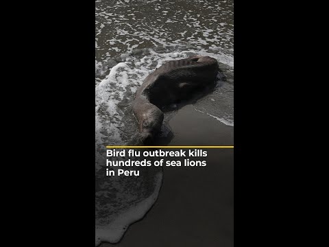 Bird flu outbreak kills hundreds of sea lions in Peru | AJ #shorts