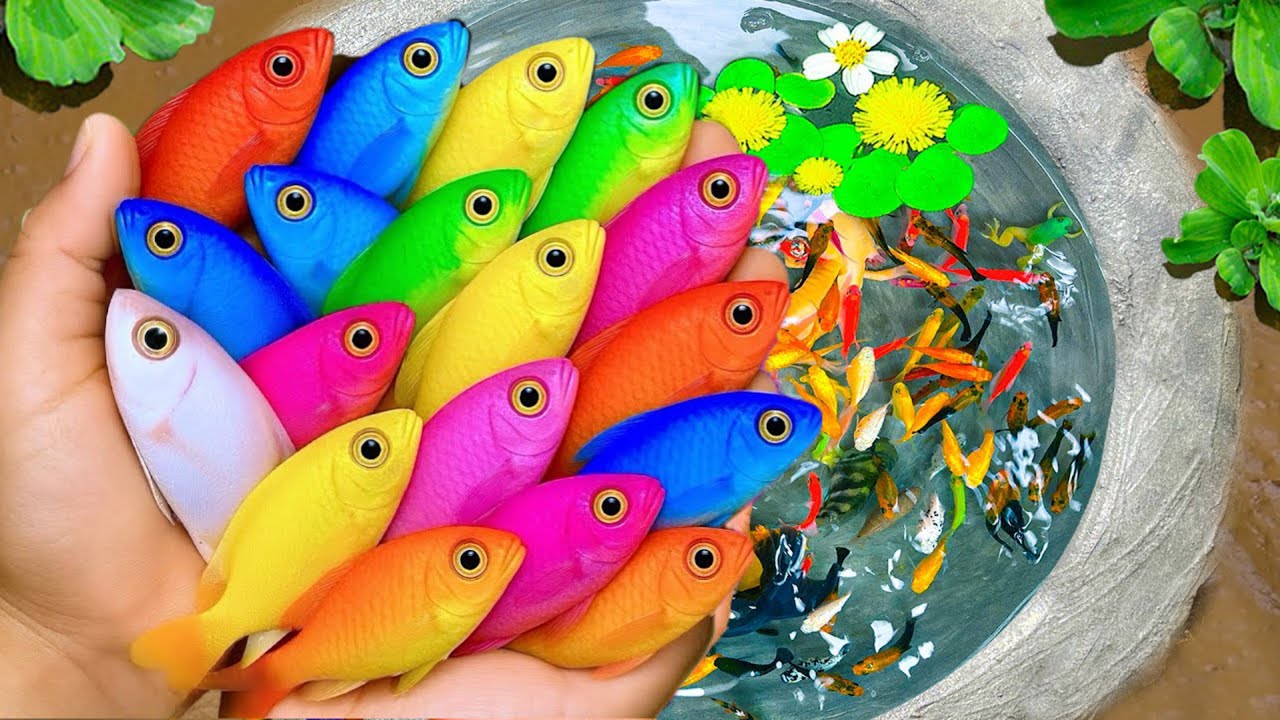 Поймайте декоративную рыбу-собаку в маленьком пруду, рыбу-фловер-хорн, красную рыбу-ранчу, белую ...