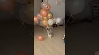 Baby Cats_Cute Cat And funny Cats vedio_Cute Cats party_ Animals vedio#Short Resimi