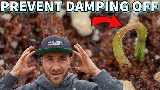 This Can Ruin Your Garden Season Preventing Damping Off Disease