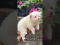 😍Pomeranian Female 3000 only dm soon it #pomeranian #pomeranianpuppy #pompuppy #pomeranian_dog #pets