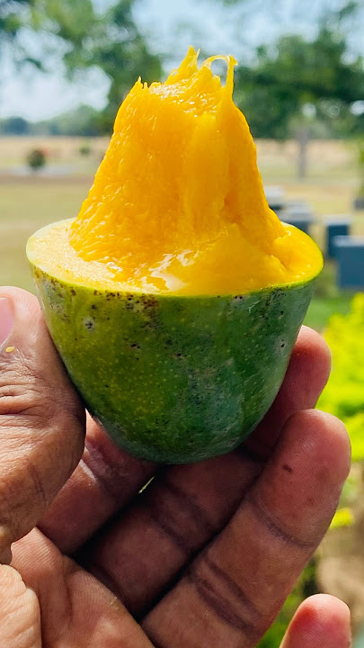 Mango cutting skills #mango #fruit #MangoCutting #MangoLovers #SriLankanFruits #Shorts