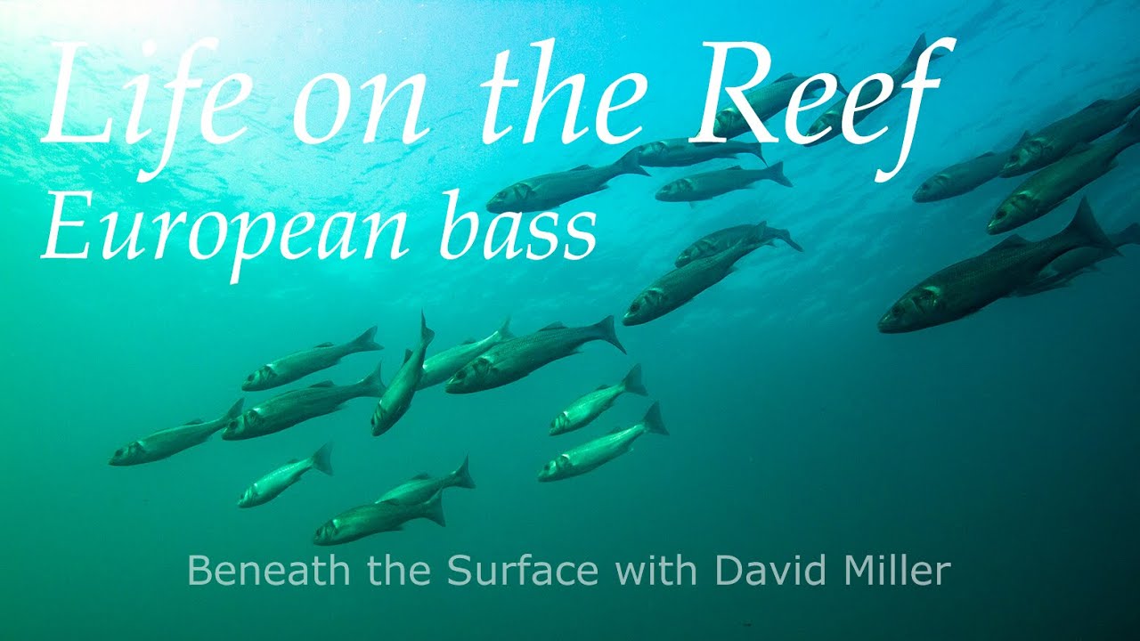 Freediving with bass, Pembrokeshire