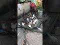 🕊😘#pigeonpigeon #pigeon #kabutar #birds #viralvideo #video #viralshorts #shortvideo #shorts #animals