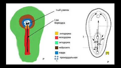 Сравнительная эмбриология хордовых. Кратко. Часть 2. Гаструляция.