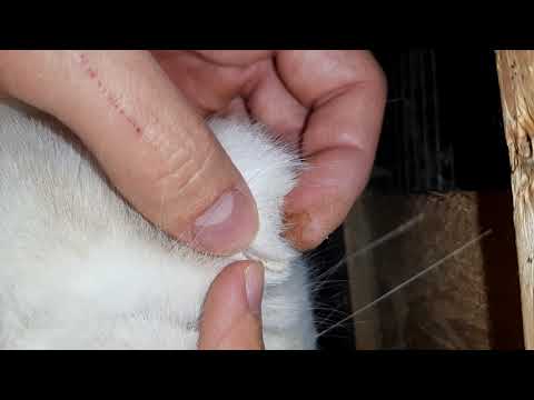 cum se taie unghiile la iepuri și detalii despre concurs