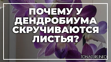 Почему у дендробиума скручиваются листья дома? | toNature.Info