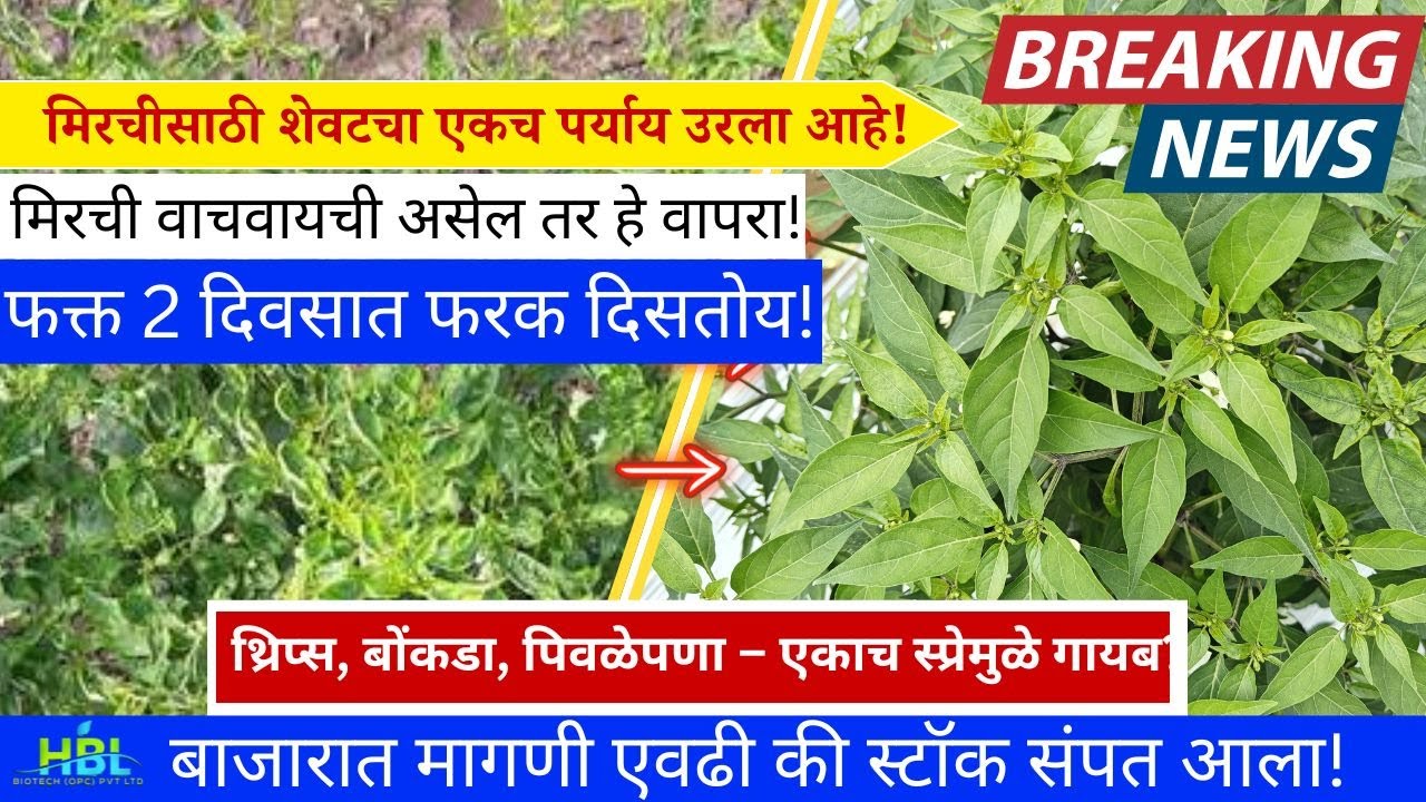 मिरचीसाठी शेवटचा पर्याय! फक्त 2दिवसांत फरक!| थ्रिप्स,बोंकडा,पिवळेपणा गायब! |शेतकऱ्यांची पहिली पसंती