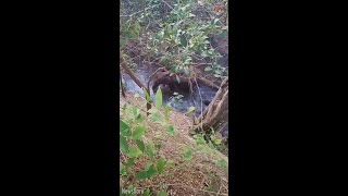 Incredible moment elephant shows her gratitude for saving her baby