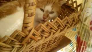 Шипящий кот.mp4 Шипящий кот.mp4