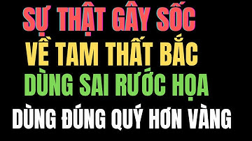 Tam Thất Bắc” có tác dụng gì Ai không nên dùng 5 cách chế biến và sử dụng hiệu quả nhất