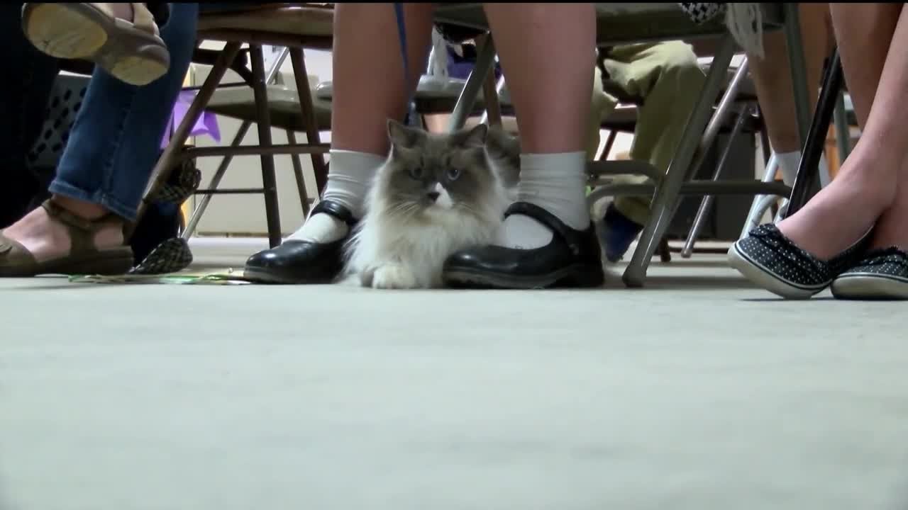 Cats Compete At Lewis And Clark County Fairgrounds YouTube Cats Compete At Lewis And Clark County Fairgrounds YouTube