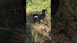 mi primo en el campo