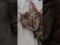 My Kitten Is The Sweetest Girl Cat Kitten Love My Kitten Is The Sweetest Girl Cat Kitten Love