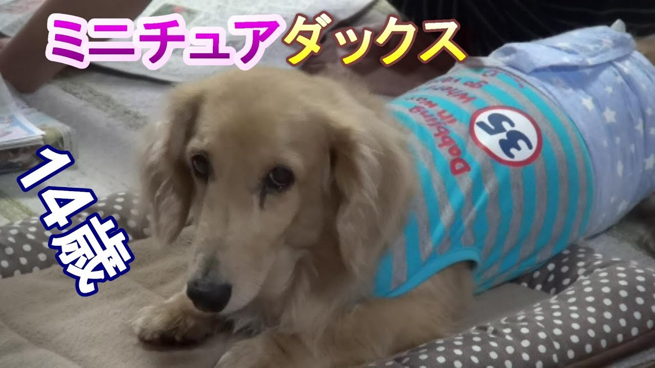 ミニチュアダックス 老犬寝たり起きたり Youtube