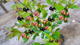 Unique Skill Plant Java Plum Tree In Apple Fruit Boost Root For Growing Faster