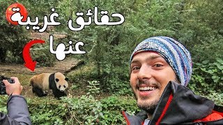 🐼 زيارتي لمحمية دب الباندا وحقائق غريبة عنها